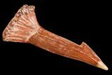 Fossil Sawfish (Onchopristis) Rostral Barb- Morocco #106466-1
